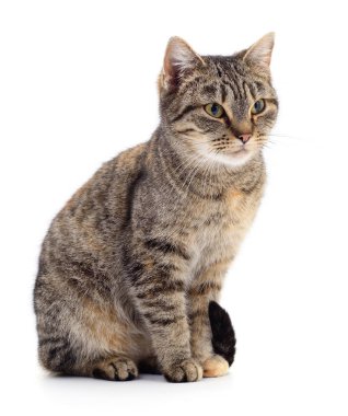 Beyaz zemin üzerinde kedi yavrusu.