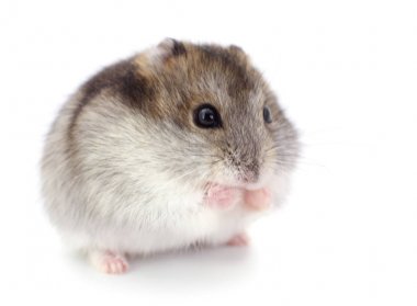 Küçük yerli hamster.