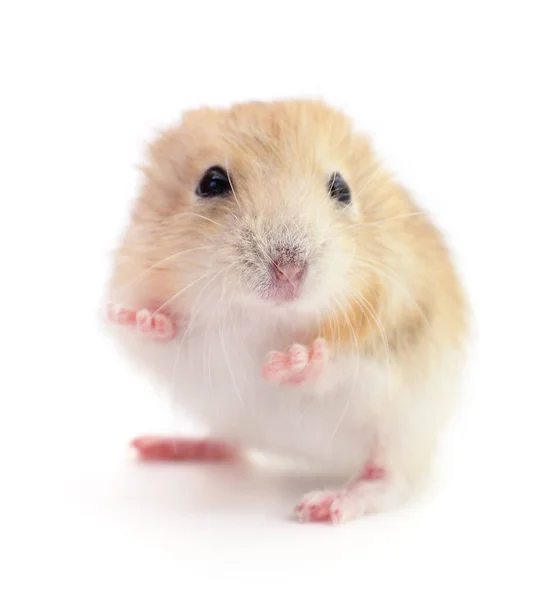 Pequeno hamster doméstico . — Fotografia de Stock