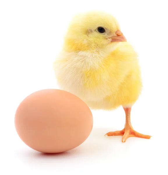 Pollo e uova — Foto Stock