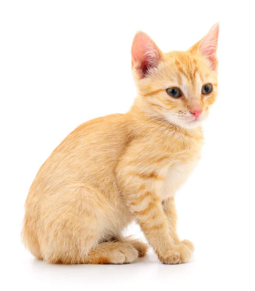 Gatinho no fundo branco. — Fotografia de Stock