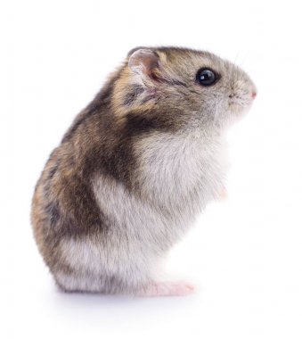 Küçük yerli hamster.