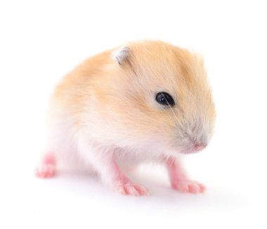 Küçük yerli hamster.