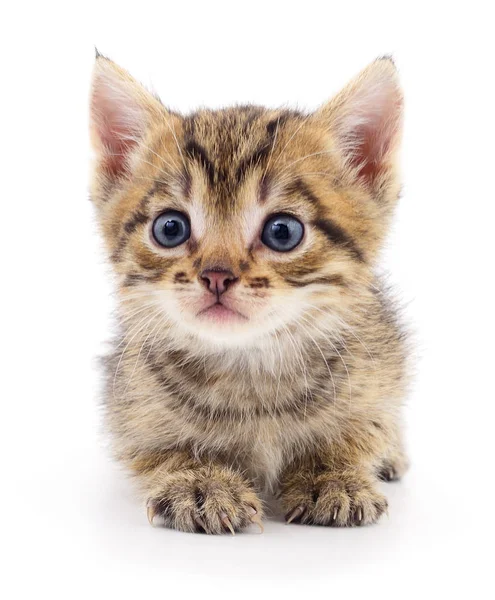 Gatinho no fundo branco. — Fotografia de Stock