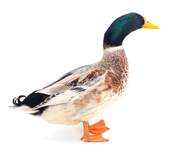 Brun duck på vit. — Stockfoto