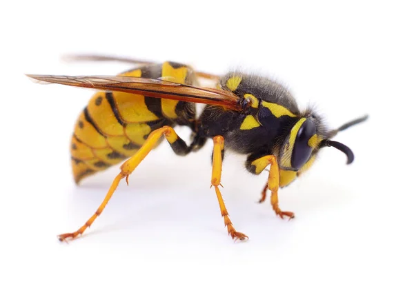 Wasp isolated on white. — Stock Photo, Image