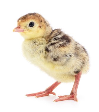 İzole tavuk Türkiye