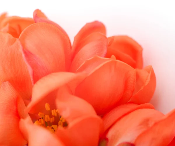 Flores rosadas sobre blanco —  Fotos de Stock