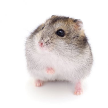 Küçük yerli hamster.
