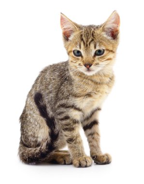 Beyaz zemin üzerinde kedi yavrusu.