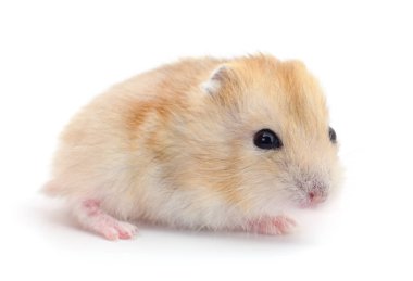 Küçük yerli hamster.
