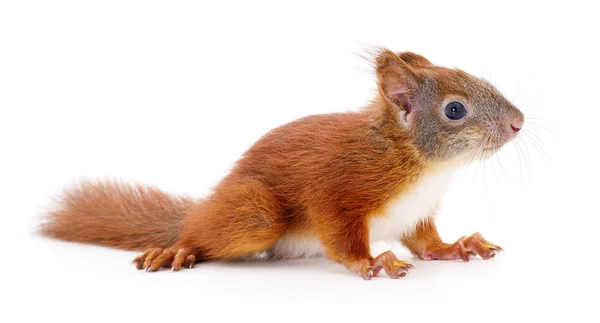 Eurasian red squirrel. — Stock Photo, Image