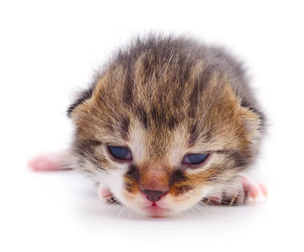 Gatito sobre fondo blanco. — Foto de Stock