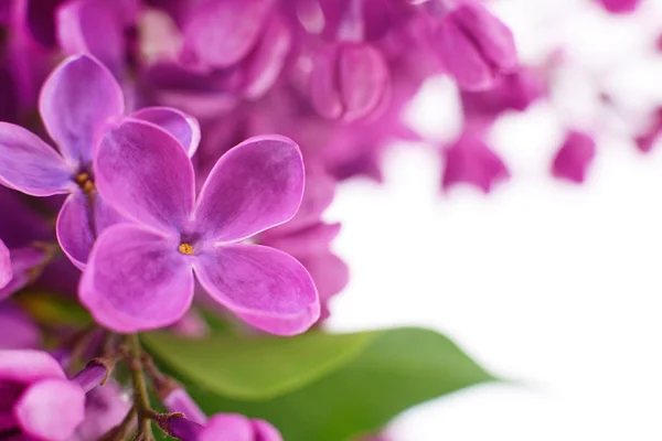 Violet lilac flower. — Stock Photo, Image