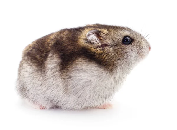 Små inhemska hamster. — Stockfoto