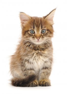 Beyaz zemin üzerinde kedi yavrusu.