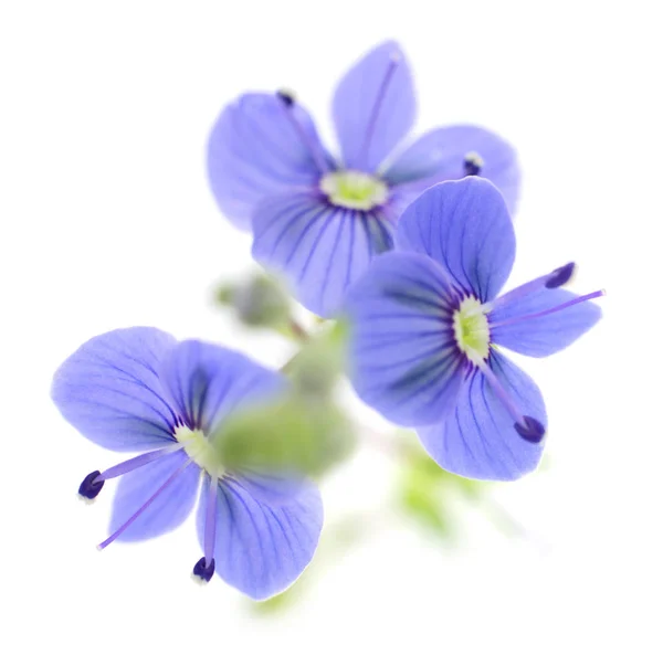 Fleurs printanières bleues . — Photo