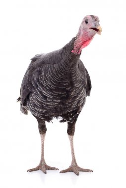 Karanlık Türkiye izole