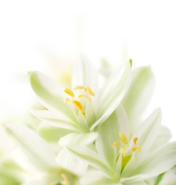 beyaz çiçekler arka plan