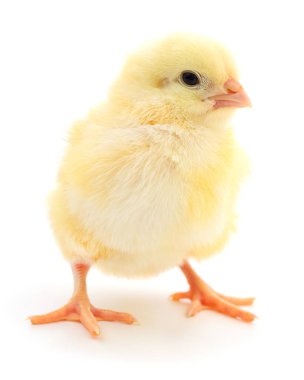 küçük sarı tavuk 