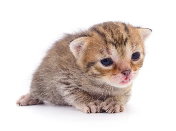 Gatinho no fundo branco. — Fotografia de Stock