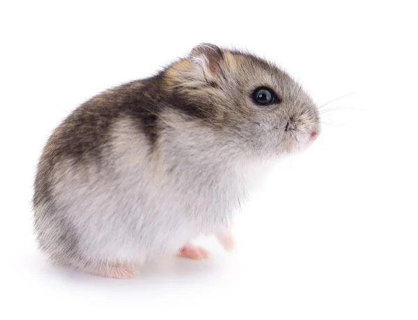 Små inhemska hamster. — Stockfoto
