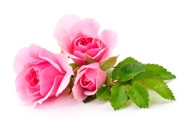 Krásné růžové růže. — Stock fotografie