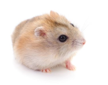 Küçük yerli hamster.