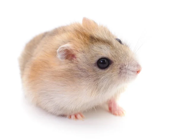 Küçük yerli hamster. — Stok fotoğraf