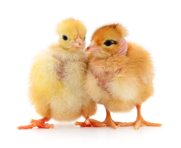 Två gula kycklingar. Stockbild