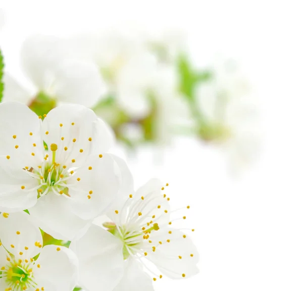 Cherry bloemen geïsoleerd. — Stockfoto