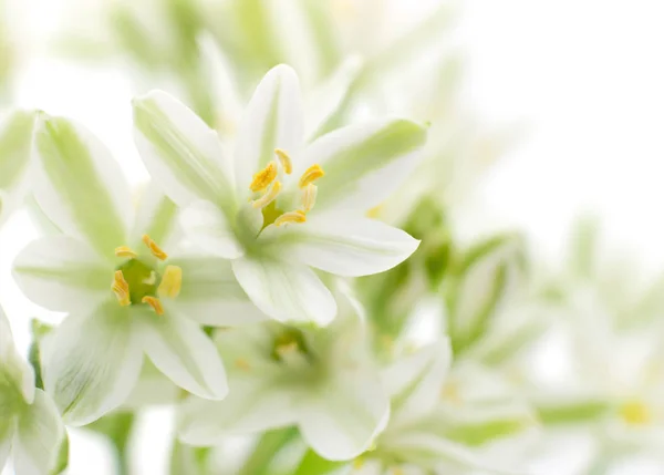 White flowers background — Stock Photo, Image