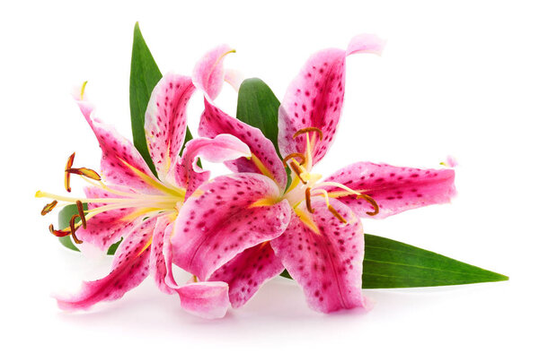 Two pink lilies.