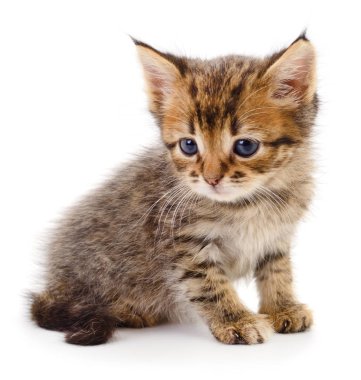 Beyaz zemin üzerinde kedi yavrusu.