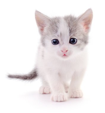 Beyaz zemin üzerinde kedi yavrusu.