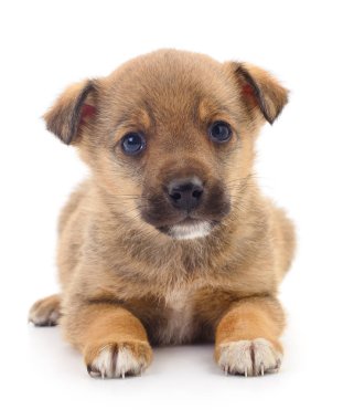 Bebek köpek yavrusu izole.
