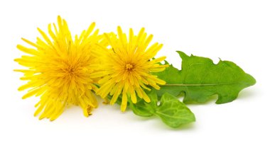 Yaprakları ile iki karahindiba.