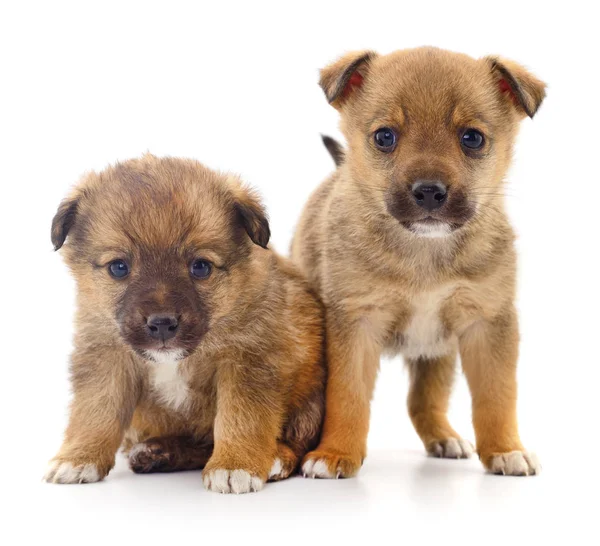 Two Baby Puppies. — Stock Photo, Image