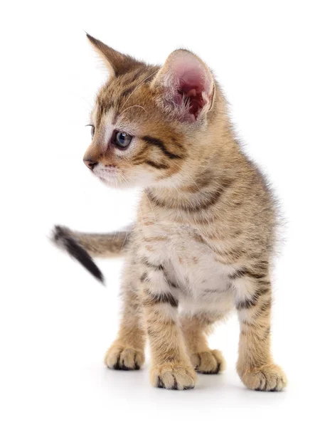 Kitten op witte achtergrond. — Stockfoto