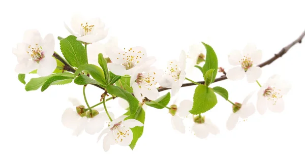 Wiśniowe kwiaty na białym tle. — Zdjęcie stockowe