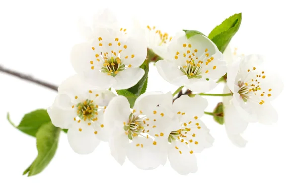 Třešňové květy, samostatný. — Stock fotografie