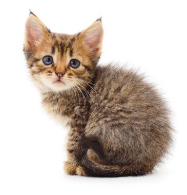 Beyaz zemin üzerinde kedi yavrusu.