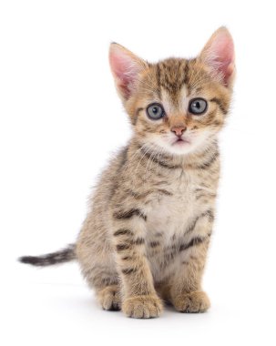 Beyaz zemin üzerinde kedi yavrusu.