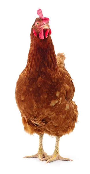 Bruine kip geïsoleerd. — Stockfoto