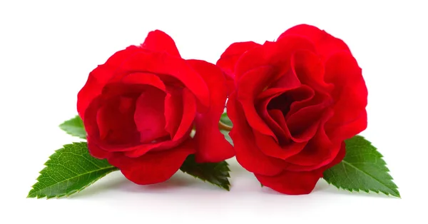 Lindas rosas vermelhas . — Fotografia de Stock