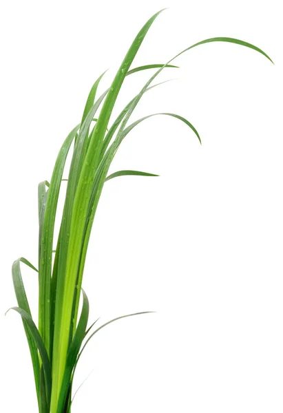 Grüne Grasblätter. — Stockfoto