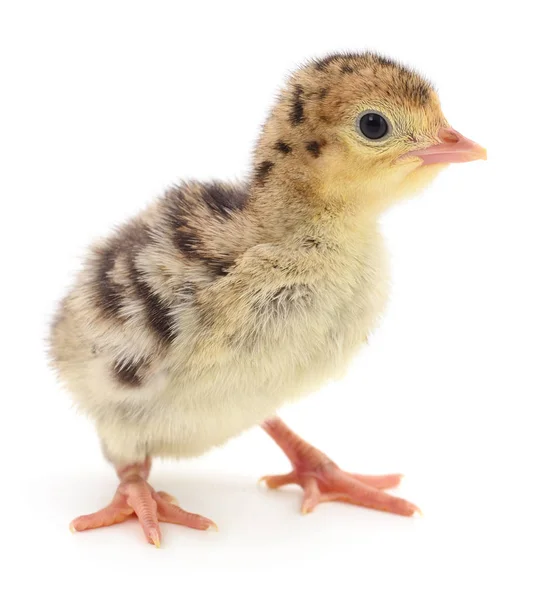 Huhn Truthahn isoliert. Stockbild