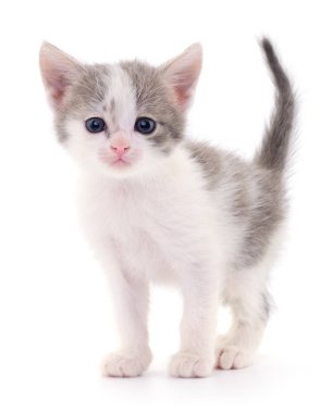 Beyaz zemin üzerinde kedi yavrusu.