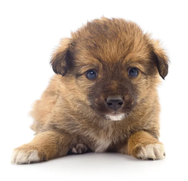 Baby Puppy geïsoleerd. — Stockfoto