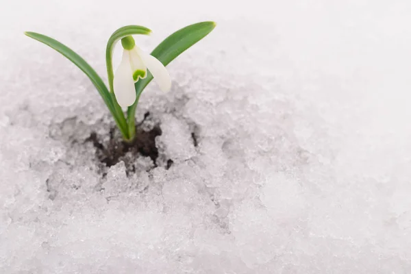 Snowdrops and snow. — Stock Photo, Image